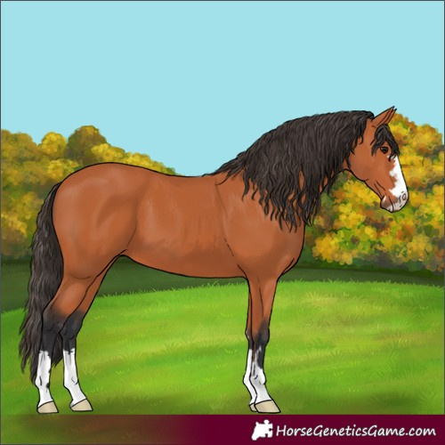 Horse Color:Bay 