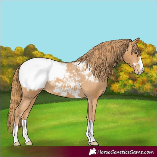 Horse Color:Unknown 