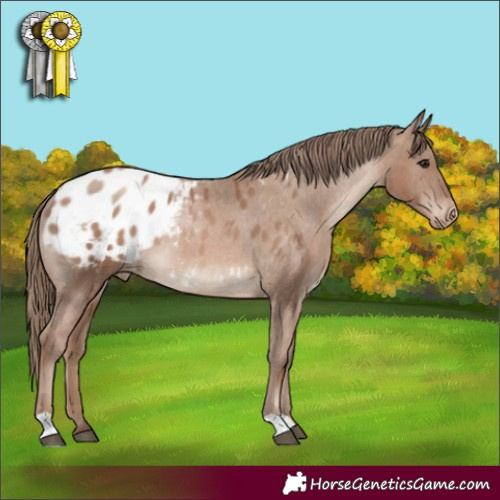 Horse Color:Black Pearl Appaloosa 