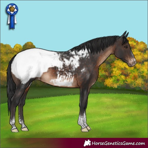 Horse Color:Brown Sabino Tobiano Appaloosa Rabicano 