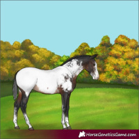 Horse Color:Brown Sabino Tobiano Appaloosa Rabicano 