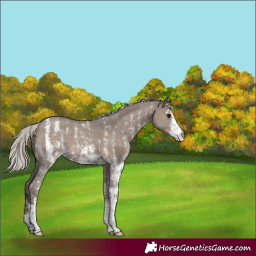 Horse Color:Silver Grullo Sabino 