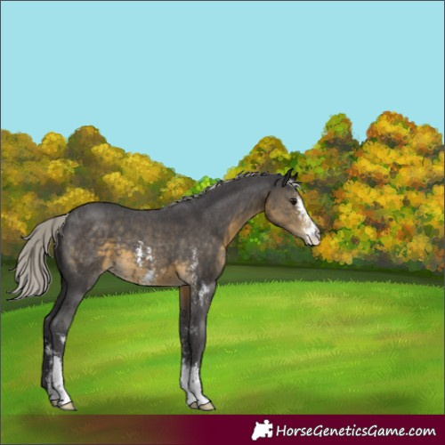 Horse Color:Silver Smoky Black Sabino 