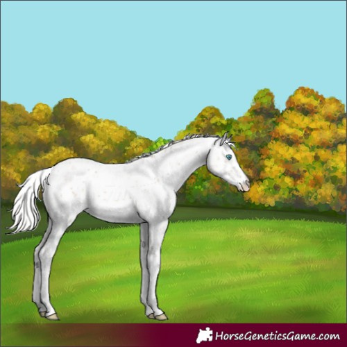 Horse Color:Silver Smoky Creme Sabino 