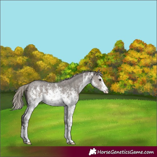 Horse Color:White Spotted Silver Smoky Grullo Sabino