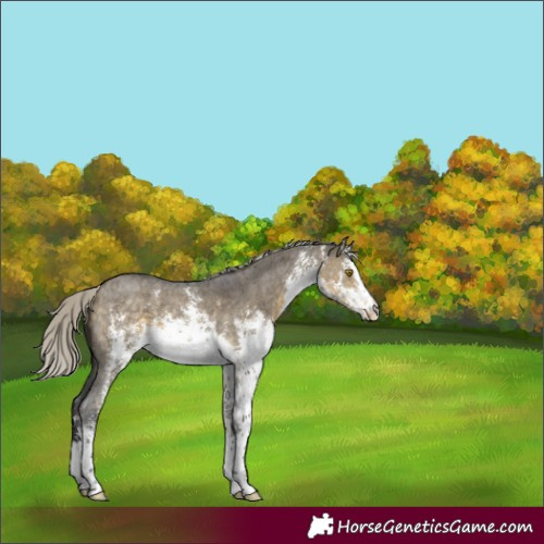 Horse Color:White Spotted Silver Buckskin Dun Sabino 