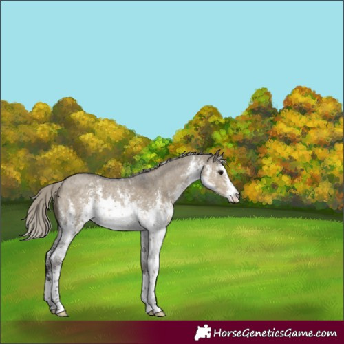 Horse Color:White Spotted Silver Smoky Grullo Sabino 