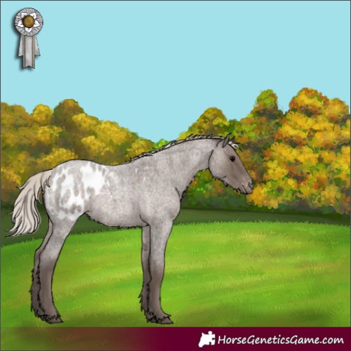 Horse Color:Silver Blue Roan Appaloosa
