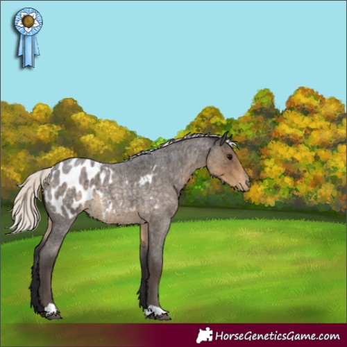 Horse Color:Silver Smoky Blue Roan Appaloosa 