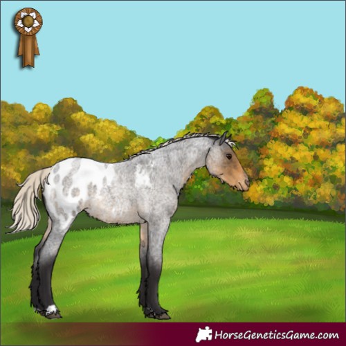 Horse Color:Silver Smoky Blue Roan Appaloosa 