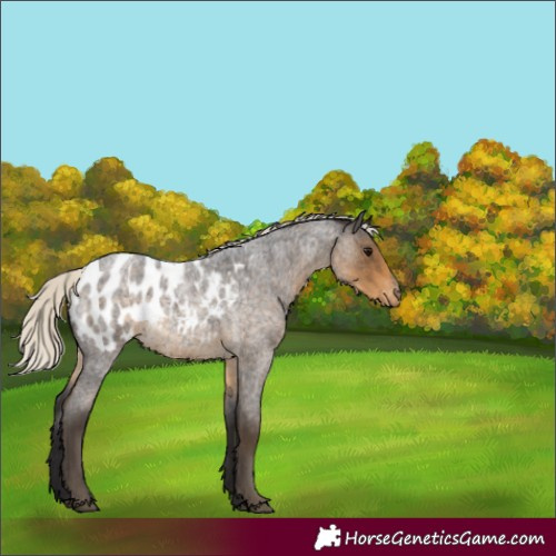 Horse Color:Silver Smoky Blue Roan Appaloosa 