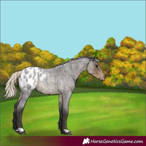 Horse Color:Silver Smoky Blue Roan Appaloosa
