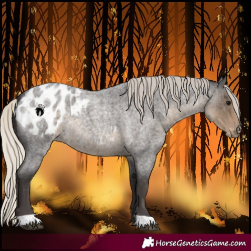 Horse Color:Silver Smoky Blue Roan Blanket