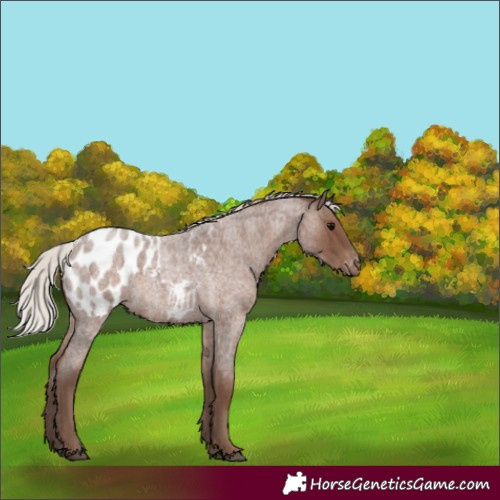 Horse Color:Silver Blue Roan Appaloosa 