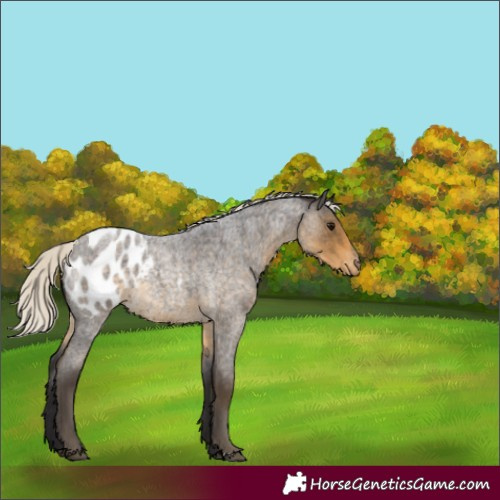 Horse Color:Silver Smoky Blue Roan Appaloosa