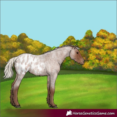 Horse Color:Silver Blue Roan Appaloosa 