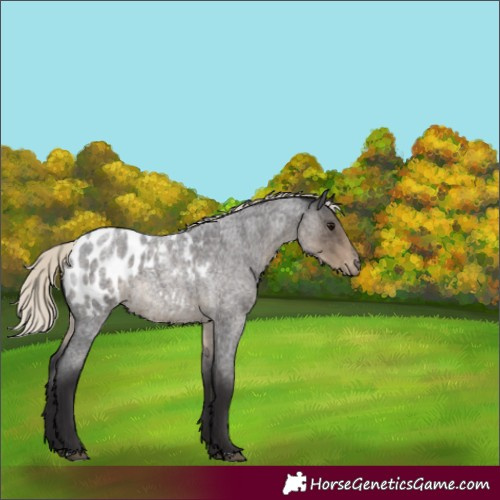 Horse Color:Silver Smoky Blue Roan Appaloosa 
