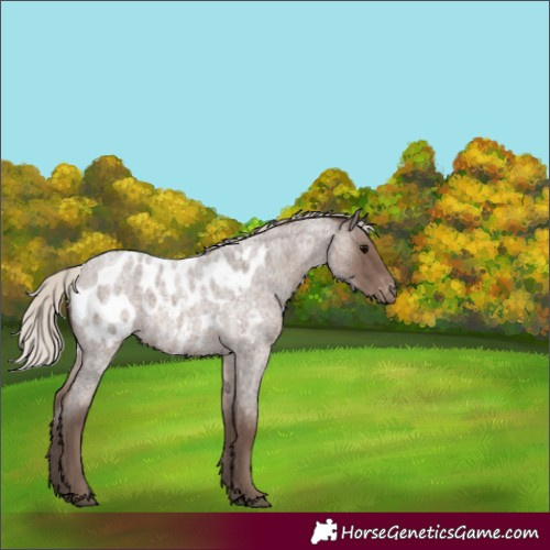 Horse Color:Silver Blue Roan Appaloosa 