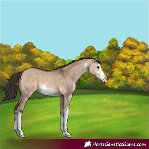 Horse Color:White Spotted Bay Dun 