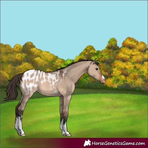 Horse Color:White Spotted Brown Dun Appaloosa 