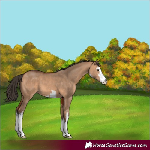 Horse Color:White Spotted Bay Dun 