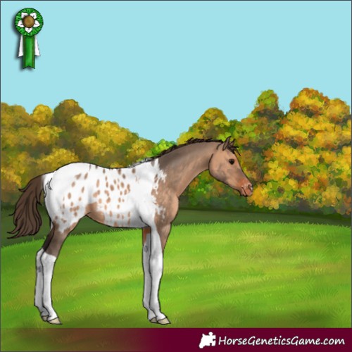 Horse Color:Brown Dun Tobiano Appaloosa 