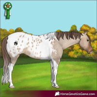 Horse Color:Brown Dun Tobiano Blanket 