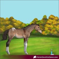 Horse Color:Brown Dun Tobiano Varnish