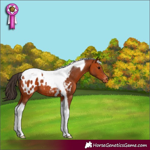 Horse Color:Bay Tobiano Appaloosa 