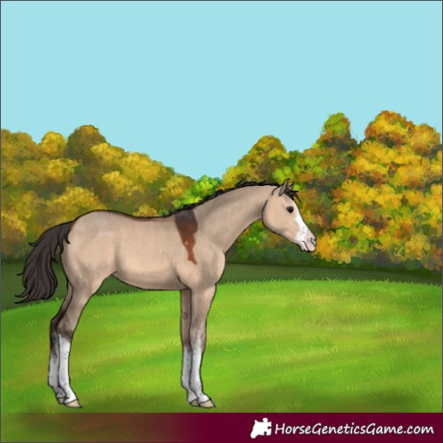 Horse Color:White Spotted Bay Dun 