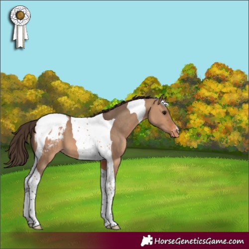 Horse Color:Bay Dun Tobiano Appaloosa 