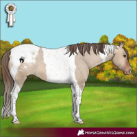 Horse Color:Bay Dun Tobiano Appaloosa 