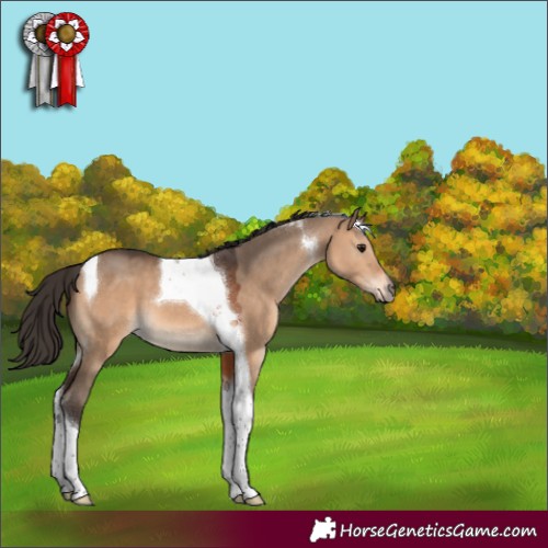 Horse Color:Bay Dun Tobiano 
