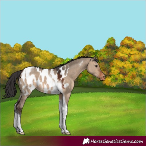 Horse Color:Brown Dun Tobiano Appaloosa 