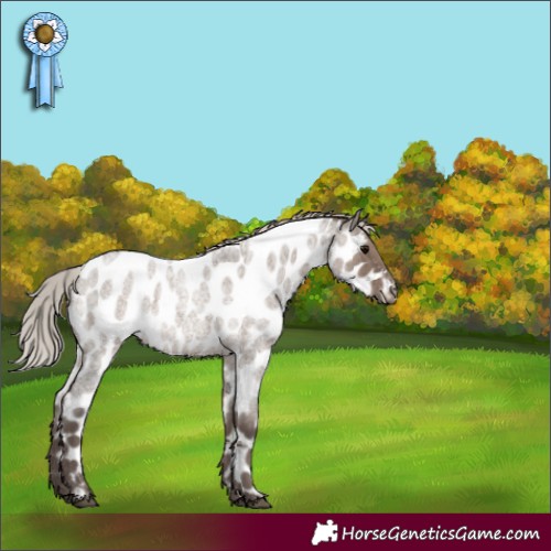 Horse Color:Silver Grullo Roan Appaloosa 