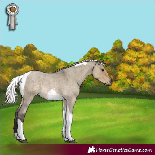 Horse Color:Silver Smoky Grullo Roan Tobiano Rabicano 