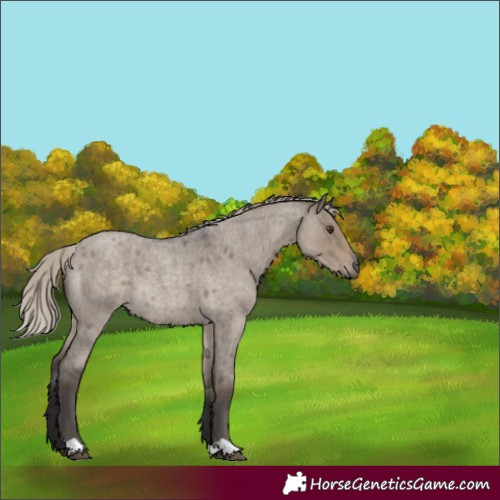 Horse Color:Silver Smoky Grullo Roan 