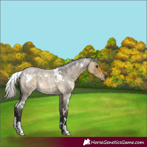 Horse Color:White Spotted Silver Buckskin Roan Dun 