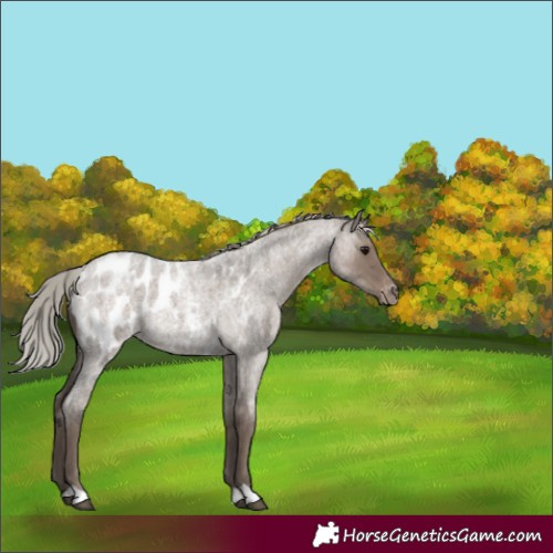 Horse Color:Silver Grullo Roan Appaloosa Rabicano