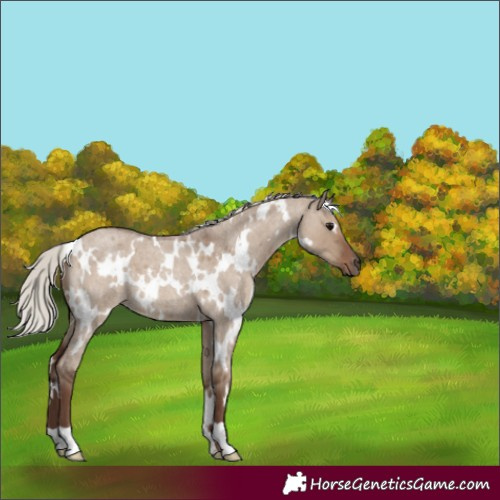 Horse Color:White Spotted Silver Grullo Roan 