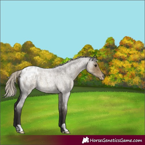Horse Color:Silver Smoky Grullo Roan Appaloosa 
