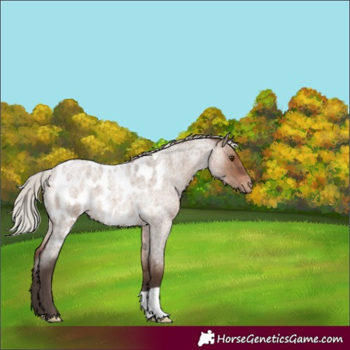 Horse Color:Silver Brown Roan Dun Appaloosa 