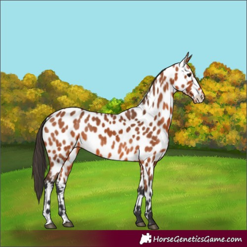 Horse Color:Bay Appaloosa 