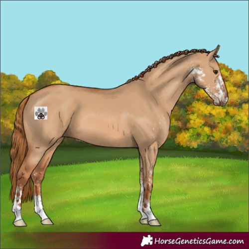 Horse Color:Red Dun Sabino 