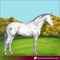 Horse Color:Black Sabino