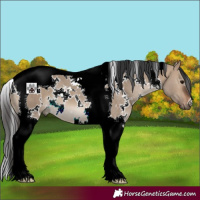 Horse Color:White Spotted Brown Dun Tobiano 