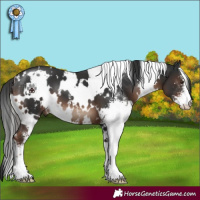 Horse Color:White Spotted Liver Chestnut Sabino 