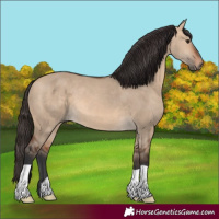 Horse Color:Bay Dun
