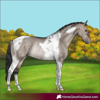 Horse Color:Brown Dun Tobiano Rabicano