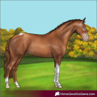 Horse Color:Gray Gold Champagne Tobiano Rabicano 